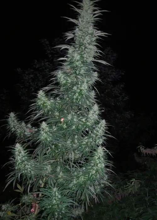 Panama Lime by Flash Seeds, Autoflower cannabis strain