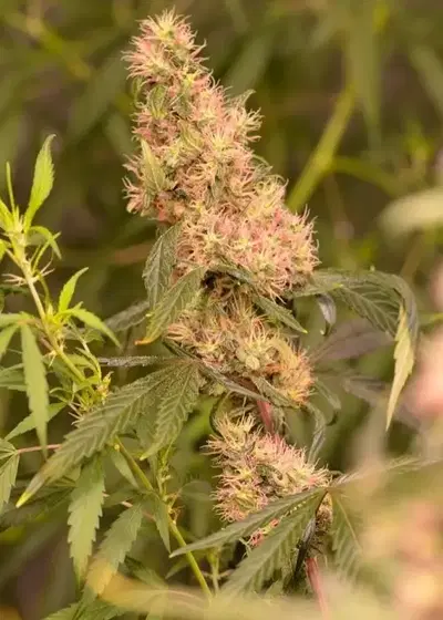 Panama Pupil V3 by Mass Medical Strains, Photoperiod cannabis strain