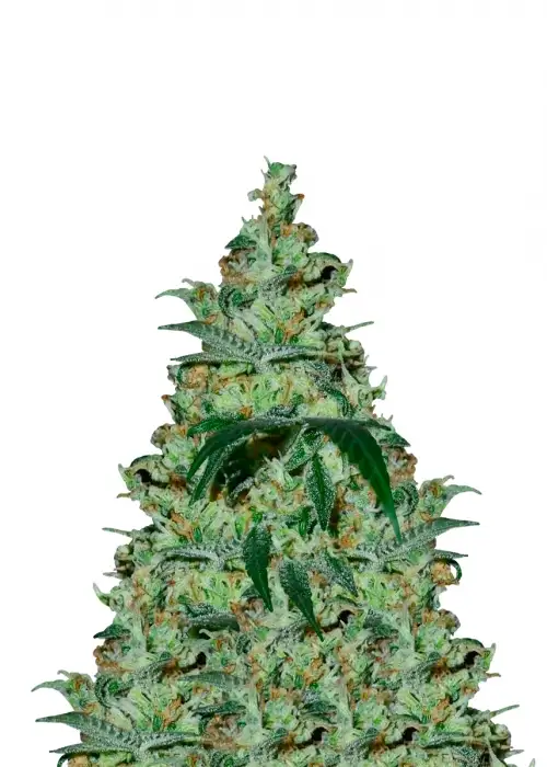 Panama by Cannabiogen Seeds, Photoperiod cannabis strain