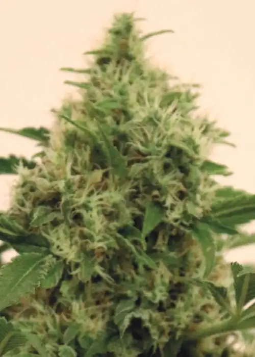 Pandemia Kush by The Kush Brothers, Photoperiod cannabis strain