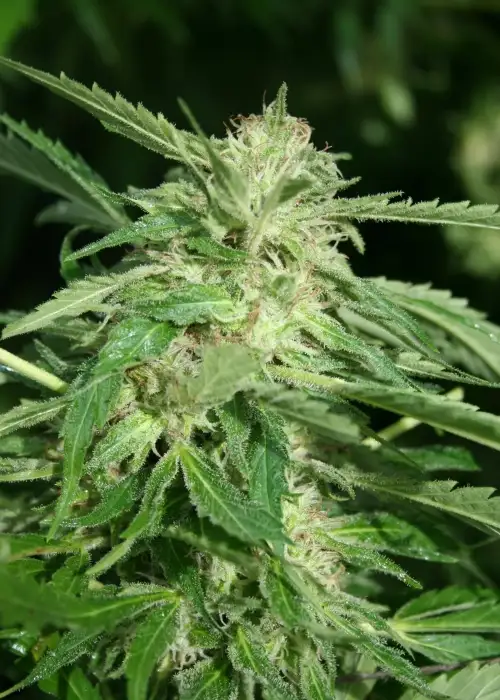 Papas Candy by Eva Seeds, Photoperiod cannabis strain
