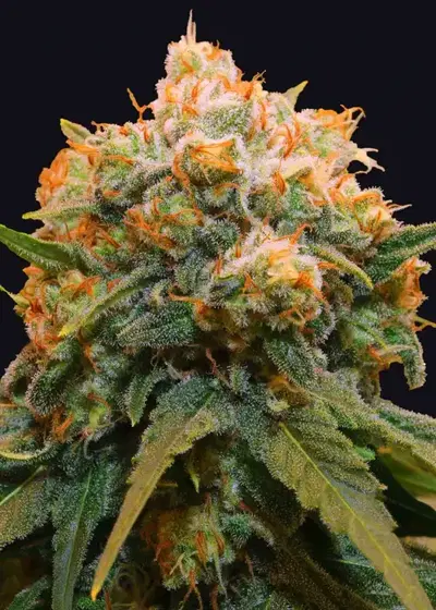 Papaya BX1 by The Grateful Seeds, Photoperiod cannabis strain