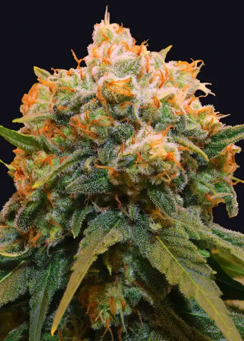 Papaya BX1 by The Grateful Seeds, Photoperiod cannabis strain