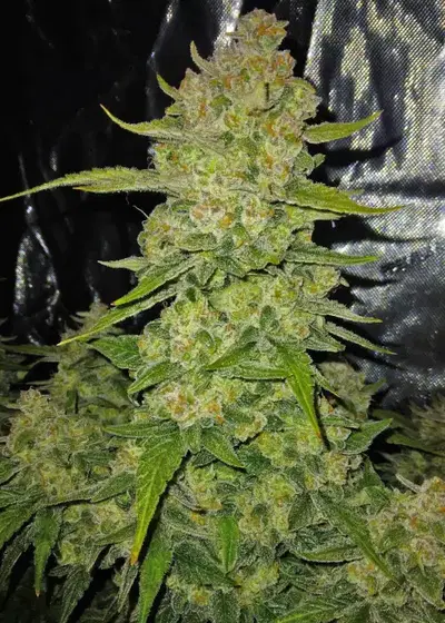 Papaya Cookies Auto™ by Fast Buds, Autoflower cannabis strain