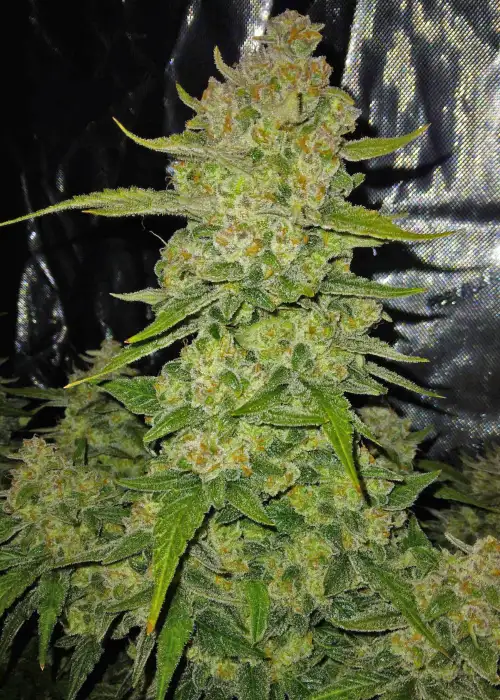 Papaya Cookies Auto™ by Fast Buds, Autoflower cannabis strain