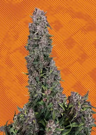 Papaya Pie by Hypno Seeds, Autoflower cannabis strain
