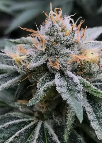 Papaya Power by SinCity Seeds, Photoperiod cannabis strain