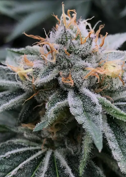 Papaya Power by SinCity Seeds, Photoperiod cannabis strain