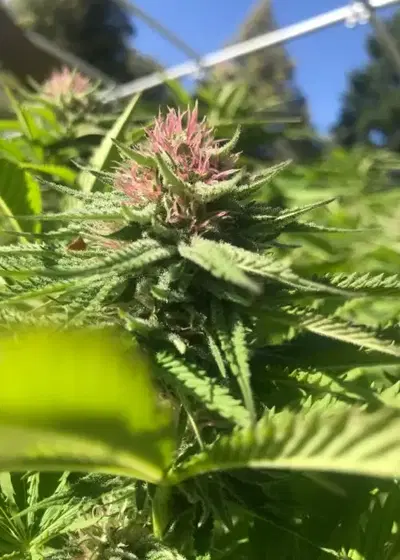 Papaya Punch by Oni Seed co., Photoperiod cannabis strain