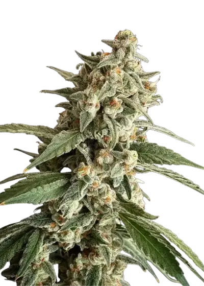 Papaya RuntZ x Pellezino by UKHTA Genetics, Photoperiod cannabis strain