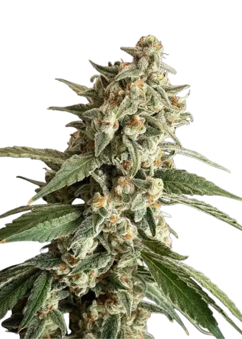 Papaya RuntZ x Pellezino by UKHTA Genetics, Photoperiod cannabis strain
