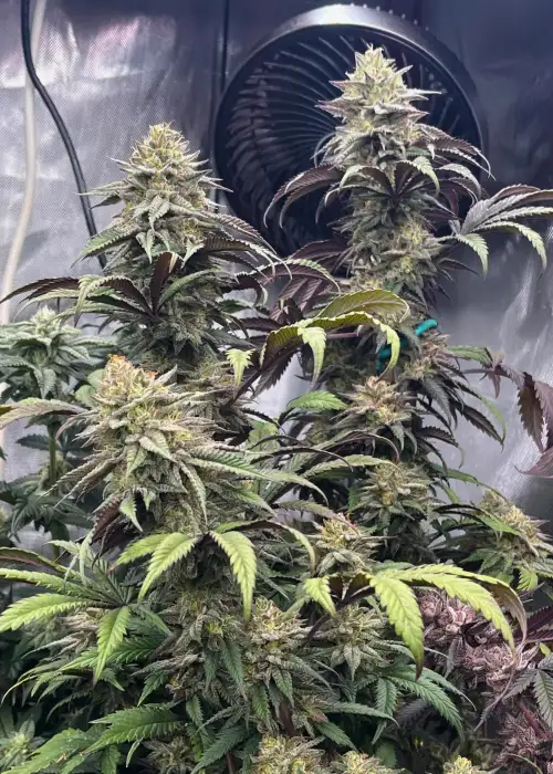 Papaya Sherbet™ by Fast Buds, Photoperiod cannabis strain