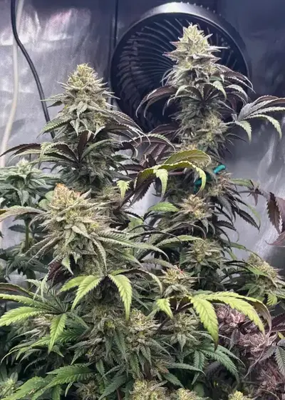 Papaya Sherbetβ’ cannabis strain