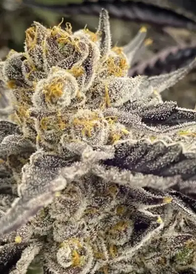 Papaya Syrup by Oni Seed co., Photoperiod cannabis strain