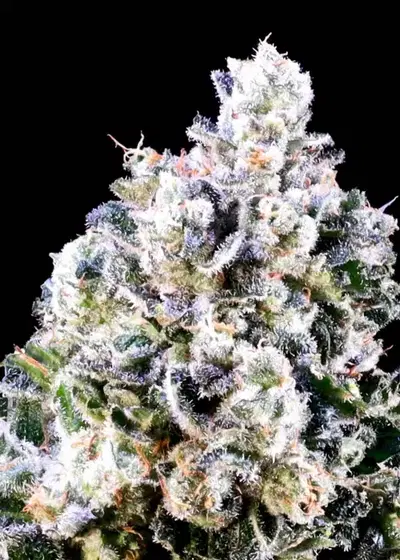 Papaya Wine by Atlas Seed, Photoperiod cannabis strain
