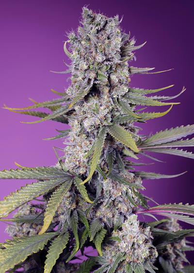 Papaya Zoap F1 Fast Version by Sweet Seeds, Photoperiod cannabis strain