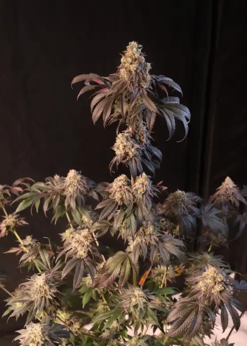 Papayton™ by Fast Buds, Photoperiod cannabis strain