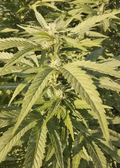 Paradox by Nuka Seeds, Photoperiod cannabis strain