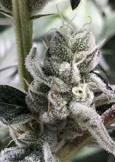 Party Foul by Cannarado Genetics, Photoperiod cannabis strain