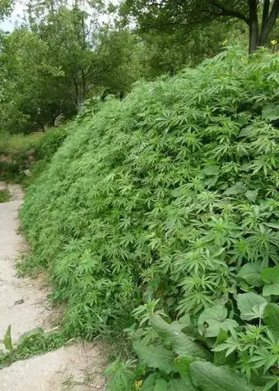 Parvati Jungli by The Real Seed Company, Photoperiod cannabis strain