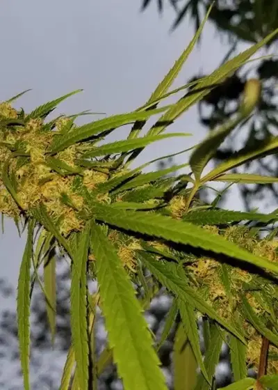 Parvati by The Real Seed Company, Photoperiod cannabis strain