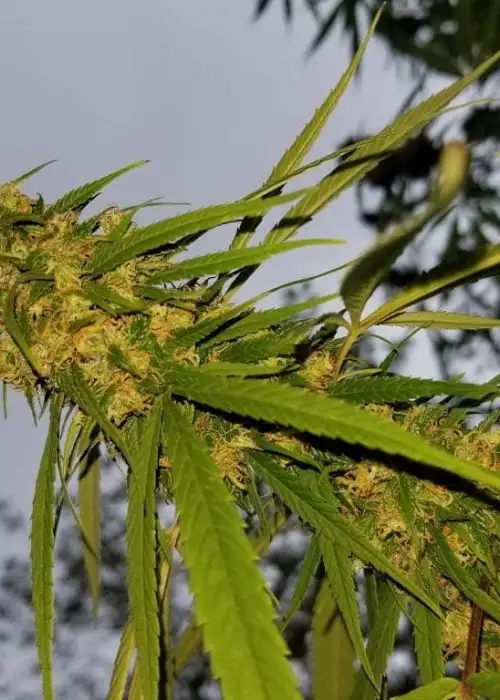 Parvati by The Real Seed Company, Photoperiod cannabis strain