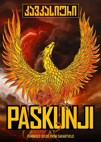 Paskunji Fem by Caucasian Seeds, Photoperiod cannabis strain