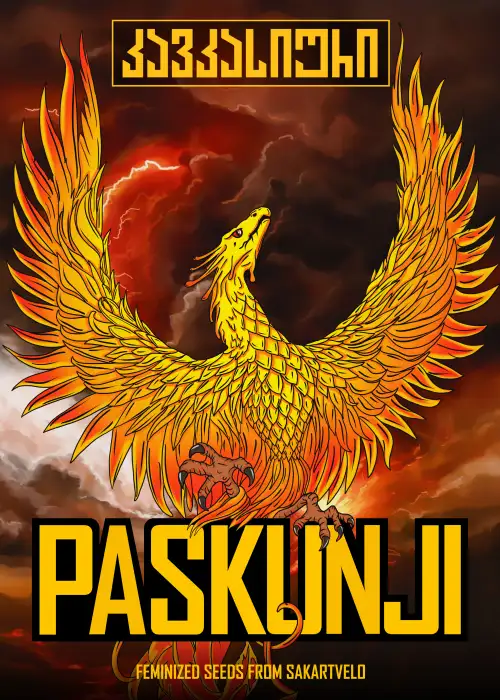 Paskunji Fem by Caucasian Seeds, Photoperiod cannabis strain