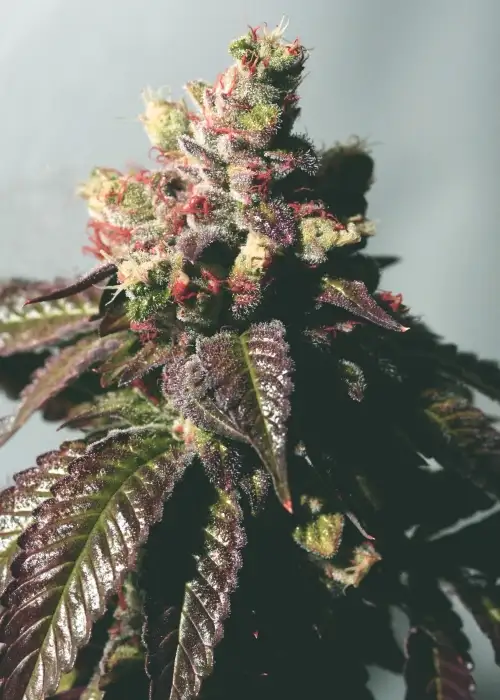 Passion Berry by The Cali Connection, Photoperiod cannabis strain