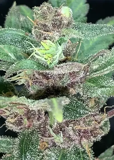 Passion Fruit Auto by New420Guy Seeds, Autoflower cannabis strain