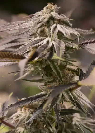 Passion Fruit Punch by Humboldt Seed Organization, Photoperiod cannabis strain