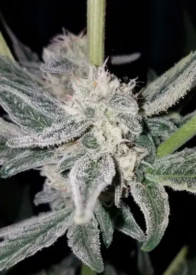 Passion Punch Auto by Roc Bud Inc Genetics, Autoflower cannabis strain