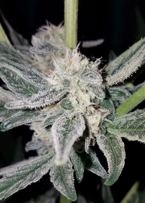 Passion Punch Auto by Roc Bud Inc Genetics, Autoflower cannabis strain