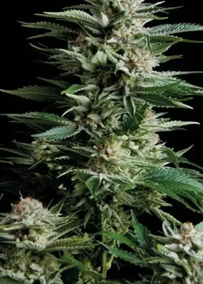 Patagonia by Trikoma Seeds, Photoperiod cannabis strain