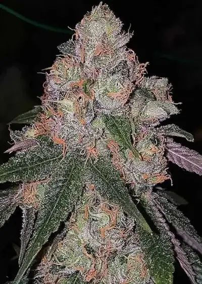 Patron by The Plug Seedbank, Photoperiod cannabis strain