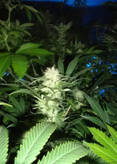 Pauls Purple Fire by New420Guy Seeds, Photoperiod cannabis strain