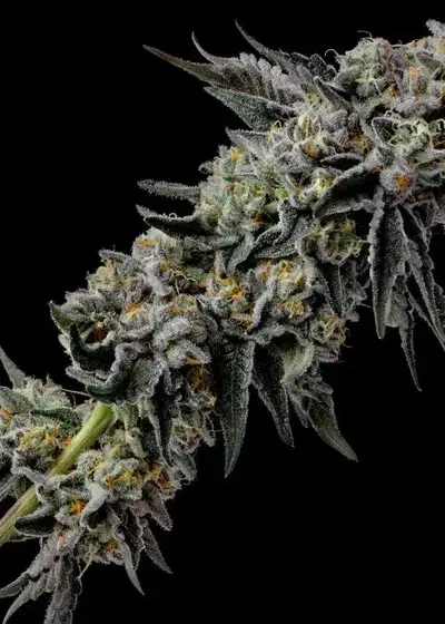 Paytons Pie by Raw Genetics, Photoperiod cannabis strain