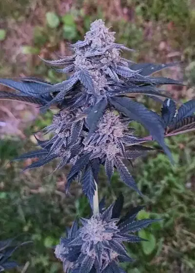 PBB Bx by Thug Pug Genetics, Photoperiod cannabis strain