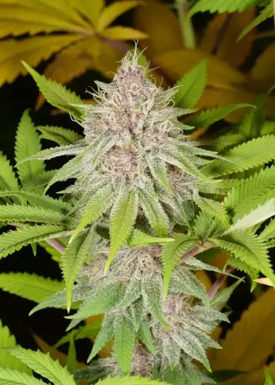 Peaceful Child by Mass Medical Strains, Photoperiod cannabis strain