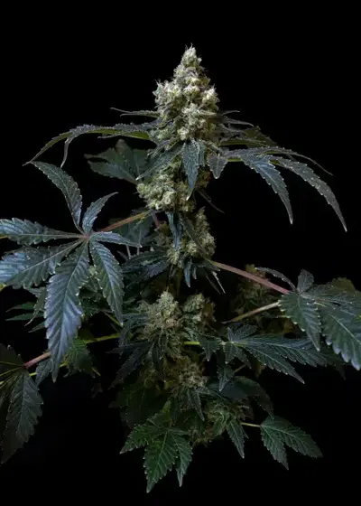 Peach Girl by Art Genetix, Photoperiod cannabis strain
