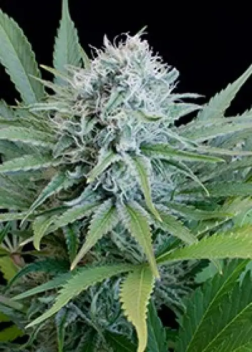 Peach Puree CBD by G13 Labs, Photoperiod cannabis strain