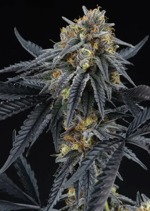 Peach Sherbert OG by Perfect Tree, Photoperiod cannabis strain