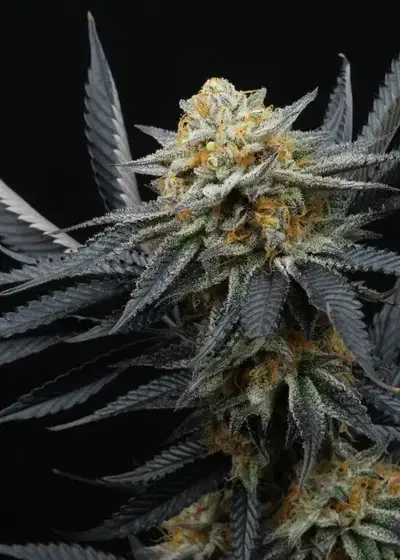 Peach Tree by Doja Seeds, Photoperiod cannabis strain