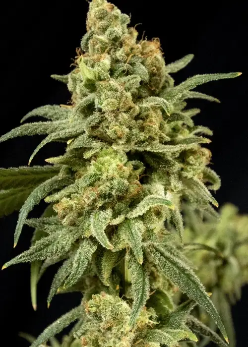 Peaches ‘n’ Cheese by House of the Great Gardener, Photoperiod cannabis strain