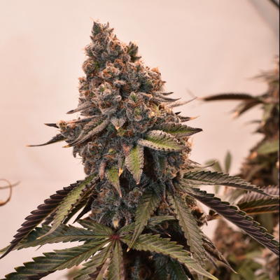Peanut Butter Breath F3 by Brothers In Farms, Photoperiod cannabis strain