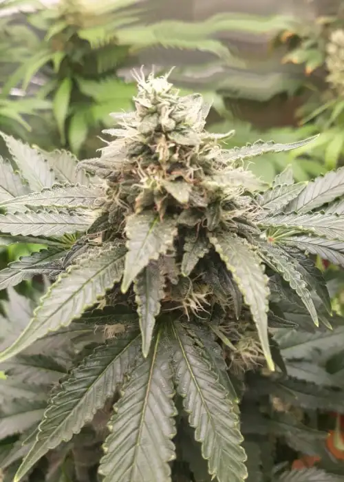 Peanut Butter Cookies Auto by Tastebudz Genetics, Autoflower cannabis strain