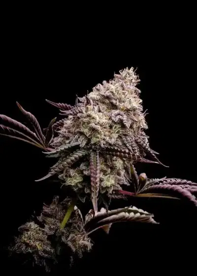 Peanut Butter Cookies by Pure Instinto, Photoperiod cannabis strain