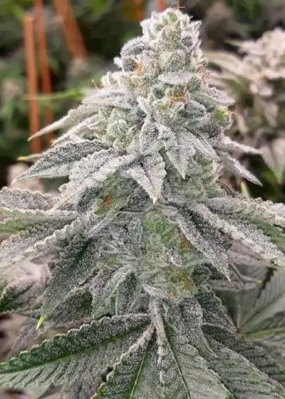 Peanut Butter Pie by Raw Genetics, Photoperiod cannabis strain