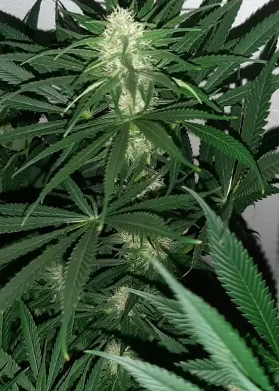 Pebbles by Monster Genetics, Photoperiod cannabis strain