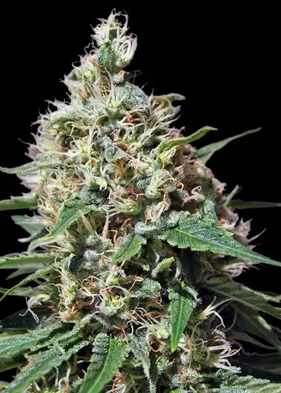 Peppermint Kush by Barney's Farm, Photoperiod cannabis strain